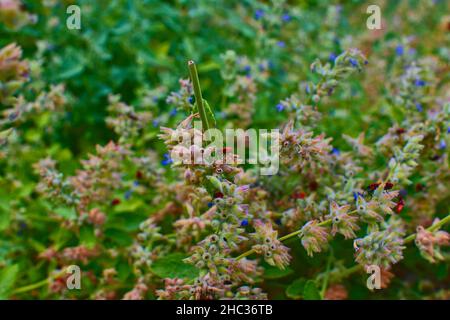 Die Feuerwanzen auf Blumen. Weiche Farben. Blumiger Hintergrund. Stockfoto