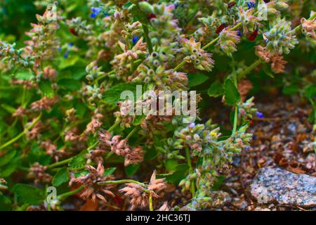 Die Feuerwanzen auf Blumen. Weiche Farben. Blumiger Hintergrund. Stockfoto