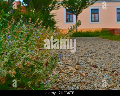 Städtischer Schotterweg. Weiche Farben. Blumen und Gebäude im Hintergrund. Selektiver Fokus Stockfoto