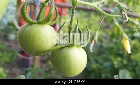 Frische reife Kirschtomaten. Grüne Tomaten auf dem Hintergrund. Stockfoto