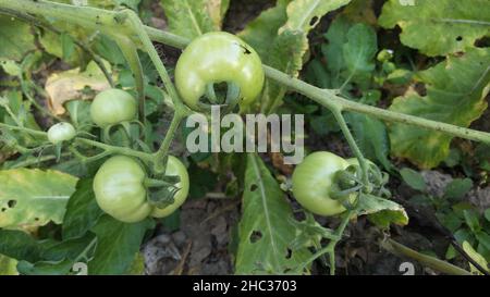 Frische reife Kirschtomaten. Grüne Tomaten auf dem Hintergrund. Stockfoto