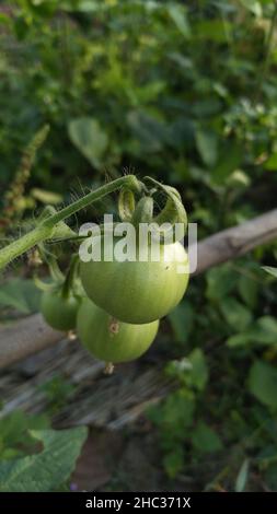 Frische reife Kirschtomaten. Grüne Tomaten auf dem Hintergrund. Stockfoto