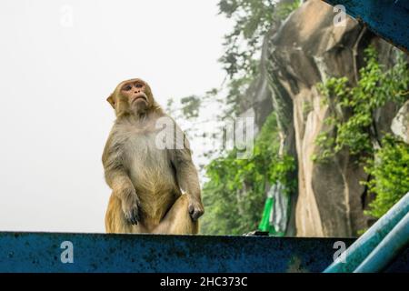 Nahaufnahme eines Rhesus-Makaken-Primatenaffen, der auf einem Metallgeländer sitzt und in Myanmar, Burma, Asien, ruht Stockfoto