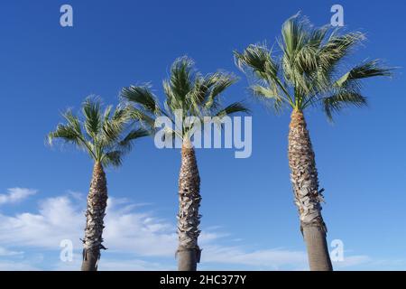Hintergrund von Baum getrimmten Palmen im Wind vor einem blauen Himmel und einigen Wolken. Stockfoto