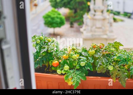 Blick auf Zwergtomaten auf der Fensterbank. Nahaufnahme. Städtisches Konzept der Gartenarbeit Stockfoto