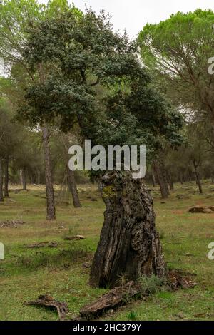 holm Eiche oder Quercus ilex im Vordergrund mit Moos auf den Stamm Waldfarben Stockfoto