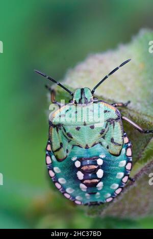 Vertikale Nahaufnahme der farbenfrohen grünen Nymphenphase des südlichen grünen Schildbugs, Nezara virudula sitzt auf einem Blatt im Garten Stockfoto