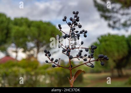 Zweige mit reifen Früchten von wilder schwarzer Kirsche oder Prunus serotina im Vordergrund mit unscharfem Hintergrund. Stockfoto