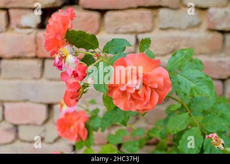 Rote Rosen auf rotem Backstein Hintergrund. Romantische Landschaft Stockfoto