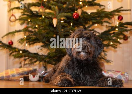Ein junger schwarzer Labradoodle-Hund sitzt stolz vor einem geschmückten weihnachtsbaum Stockfoto
