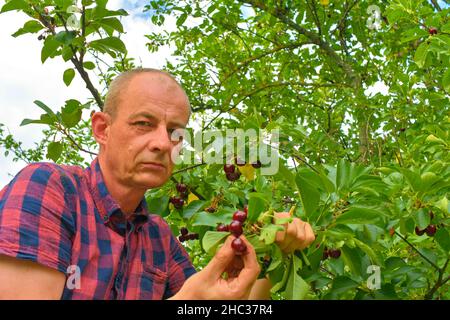 Mann pflückt Sauerkirschen im Sauerkirschbaum. Reifer Mann sammelt Sauerkirschen. Mann mittleren Alters, Gärtner im Sommer Stockfoto