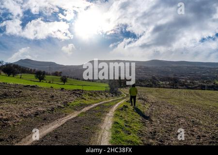 Grüne Felder und kurvenreiche Feldstraße zwischen Feldern im Frühjahr mit Rückansicht des Menschen, der an der Straße steht. Stockfoto