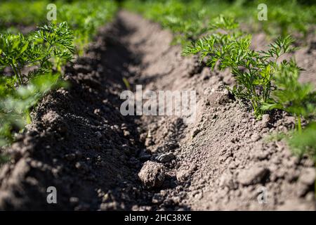 Junge grüne Blätter der wachsenden Karotte. Karotten, die in den Beeten auf dem Bauernfeld wachsen, Karotten, die über dem Boden herausragen, Gemüse, das in r gepflanzt wurde Stockfoto