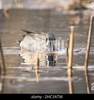 Eine weibliche Blue Winged Teal, fotografiert an einem regnerischen Frühlingstag in einem Door County Land Trust Preserve in der Nähe von Sturgeon Bay in Door County Wisconsin. Stockfoto