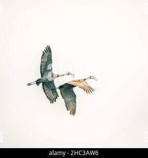 Zwei Sandhill Cranes, die über dem Sumpf auf unserem Grundstück im ländlichen Door County Wisconsin schweben. Stockfoto