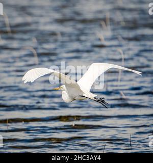 Ein Weißer Reiher fliegt vom Kangaroo Lake Nature Preserve, das sich in der Nähe von Baileys Harbour in Door County Wisconsin befindet. Stockfoto