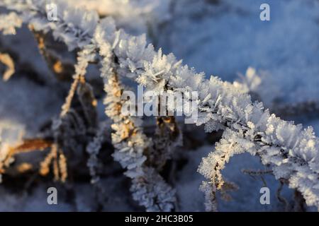 Gras bedeckt mit kristallinem Frost während der Winterfröste. Winterhintergrund Stockfoto