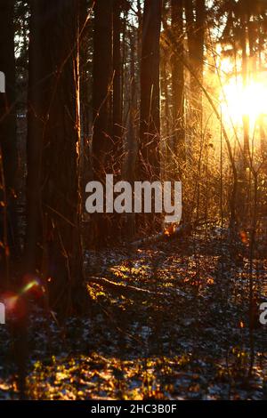 Die Sonne bei Sonnenuntergang beleuchtet die Bäume im Wald, schöne Waldlandschaft Stockfoto