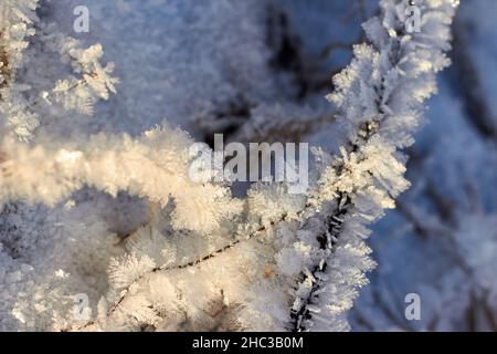 Gras bedeckt mit kristallinem Frost während der Winterfröste. Winterhintergrund Stockfoto