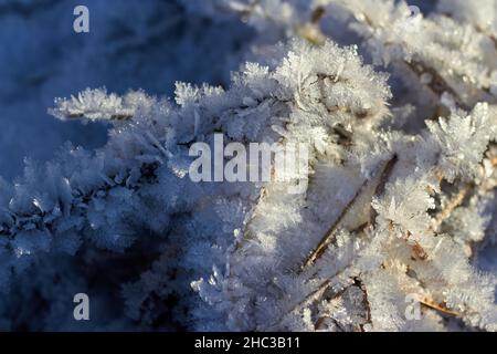 Gras bedeckt mit kristallinem Frost während der Winterfröste. Winterhintergrund Stockfoto