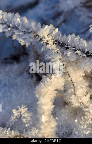 Gras bedeckt mit kristallinem Frost während der Winterfröste. Winterhintergrund Stockfoto