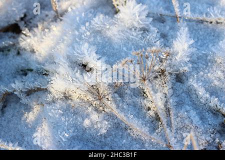 Gras bedeckt mit kristallinem Frost während der Winterfröste. Winterhintergrund Stockfoto