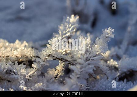 Gras bedeckt mit kristallinem Frost während der Winterfröste. Winterhintergrund Stockfoto