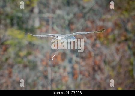 Eine gemeine Möwe, fotografiert über dem Lake Michigan in einem State Natural Area, Door County Wisconsin. Stockfoto