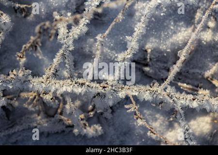 Gras bedeckt mit kristallinem Frost während der Winterfröste. Winterhintergrund Stockfoto