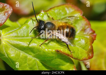 Nahaufnahme eines niedlichen, haarigen männlichen roten Maurerbienen, Osmia Rufa, der sich auf einem grünen Blatt im Garten sonnt Stockfoto