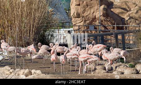 Flamingos, in der ozeanographischen der Stadt Valencia, Spanien Stockfoto