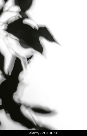 Blattschatten auf weißer Wand verschwommener Hintergrund oder Vorlage. Abstraktes Konzept der neutralen Natur. Speicherplatz kopieren Stockfoto