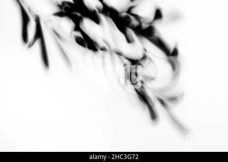 Blattschatten auf weißer Wand verschwommener Hintergrund oder Vorlage. Abstraktes Konzept der neutralen Natur. Speicherplatz kopieren Stockfoto