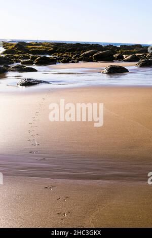 Vogelfußabdrücke in Sand am Strand Stockfoto