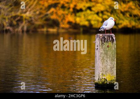 Seagull auf der Post in Lake im Hyde Park, London, England, Vereinigtes Königreich Stockfoto