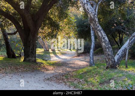Waldweg durch Sycamore und Eichen in der La Canada Flintridge Gegend von Los Angeles County, Kalifornien. Stockfoto