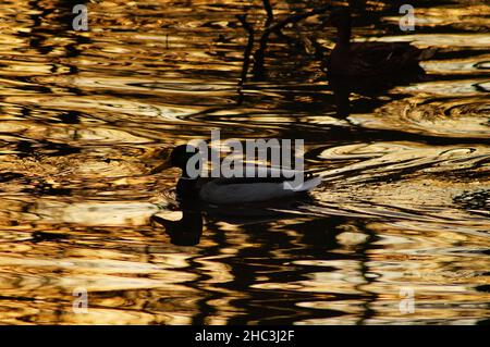 Silhouette einer männlichen Stockente auf dem Fluss Nidda am Abend. Stockfoto