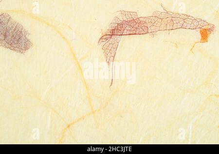 Gestreifte Blätter auf Mulberry-Papiertextur als Hintergrund Stockfoto