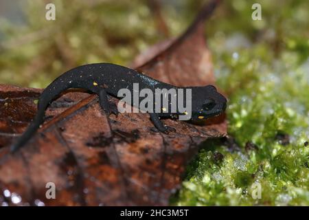 Nahaufnahme eines terrestrischen Jugendlichen des gefährdeten chinesischen Warzmolches, Paramesotriton chinensis auf getrocknetem Blatt Stockfoto