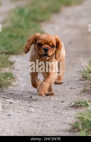 Ein Hund Kavalier König charles, ein niedlicher Welpe läuft in der Natur Stockfoto