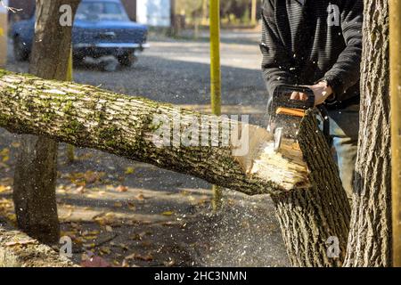 Nach dem Hurrikan wurde der Stammbaum gebrochen, während der Arbeiter mit der Kettensäge am Schnitt Stockfoto