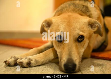 Galgomischlingshund als Porträt Stockfoto