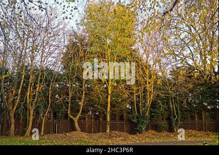 Reihe von Herbstbäumen entlang eines Pfostenzauns in der blauen Stunde des Sonnenunterens Stockfoto