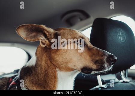 Der süße Jack Russell Terrier sitzt im Auto und schaut neugierig nach draußen Stockfoto