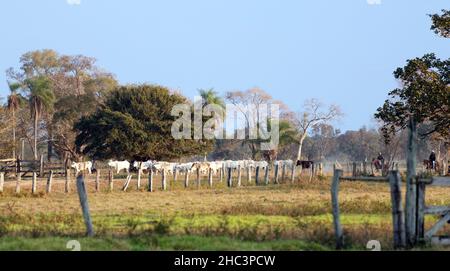 Viehzucht im Pantanal Stockfoto