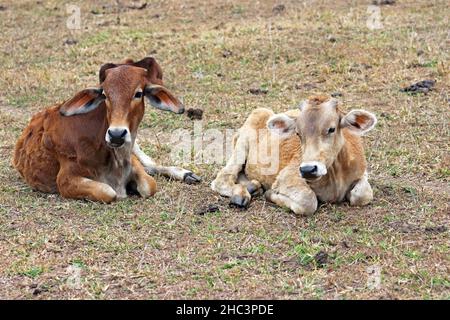 Hellbraune Zebu-Kälber Stockfoto