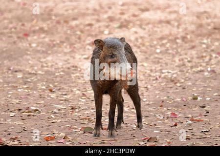 Weißlippspecht Stockfoto