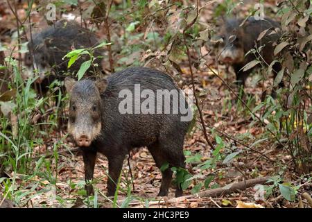 Adalt-Peccary im Pantanal Stockfoto