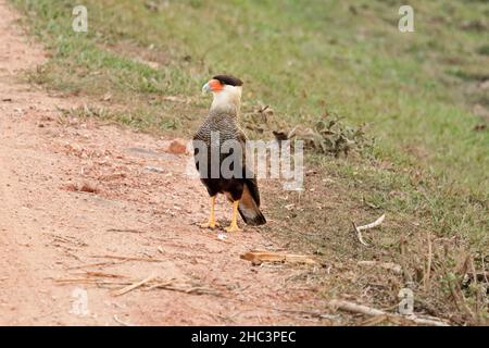 Caracara sitzt entlang der Straße Stockfoto