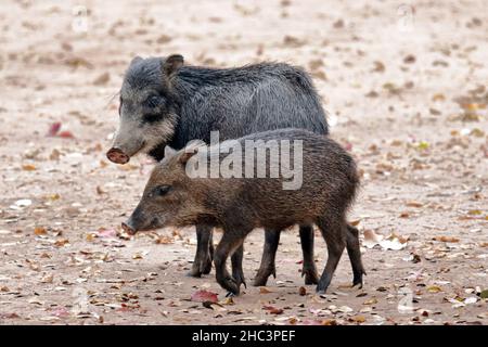 Adalt und junger Peccary im Pantanal Stockfoto